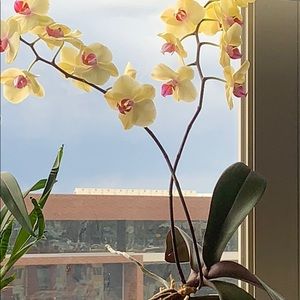 Meet your Posher, Elzbieta